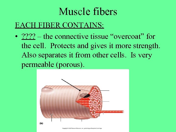 Muscle fibers EACH FIBER CONTAINS: • ? ? – the connective tissue “overcoat” for