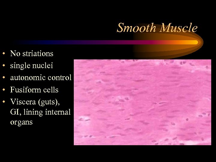 Smooth Muscle • • • No striations single nuclei autonomic control Fusiform cells Viscera