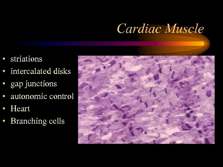 Cardiac Muscle • • • striations intercalated disks gap junctions autonomic control Heart Branching