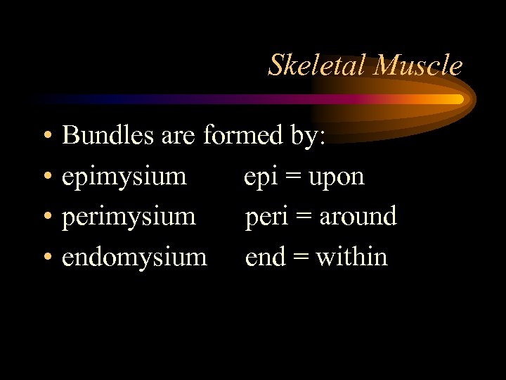 Skeletal Muscle • • Bundles are formed by: epimysium epi = upon perimysium peri