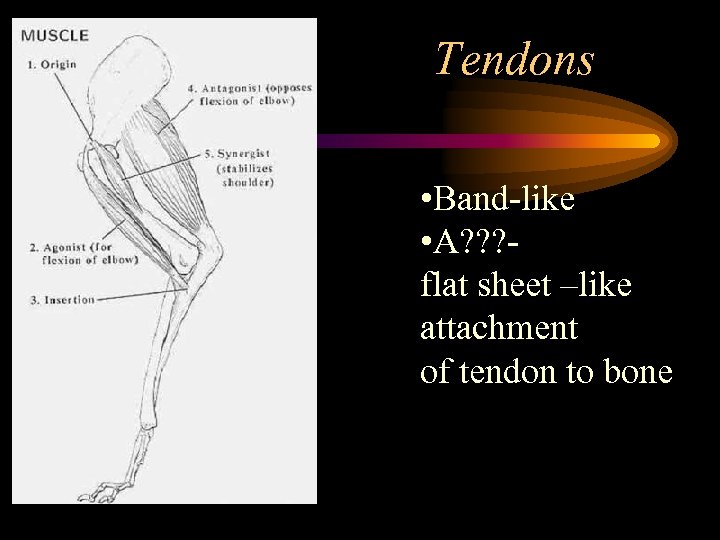 Tendons • Band like • A? ? ? flat sheet –like attachment of tendon