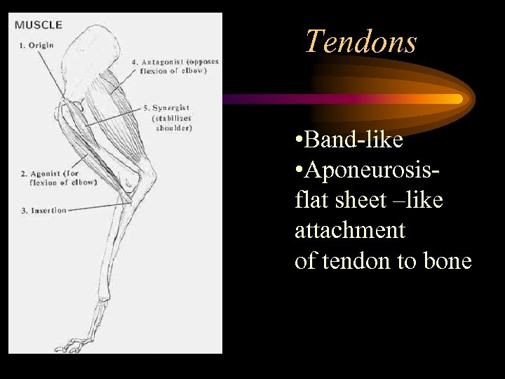 Tendons • Band like • Aponeurosis flat sheet –like attachment of tendon to bone