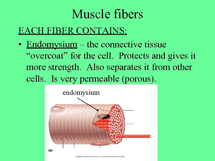 Muscle fibers EACH FIBER CONTAINS: • Endomysium – the connective tissue “overcoat” for the