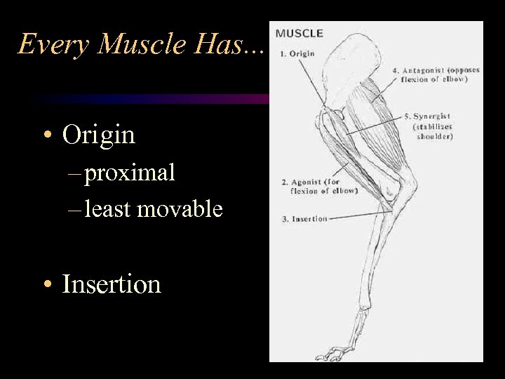 Every Muscle Has. . . • Origin – proximal – least movable • Insertion