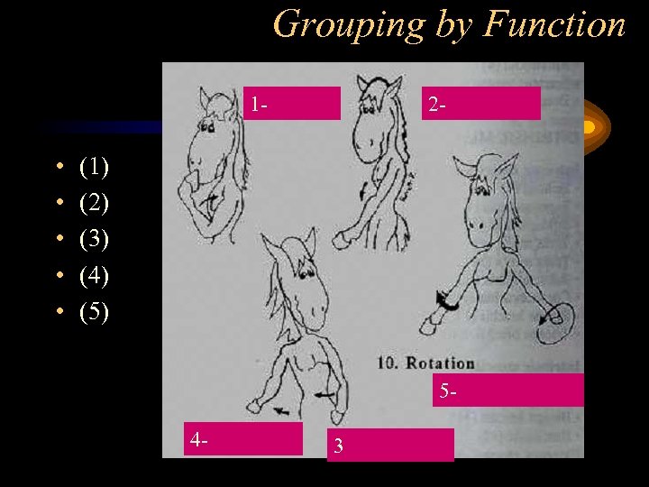 Grouping by Function 1 • • • 2 (1) (2) (3) (4) (5) 5