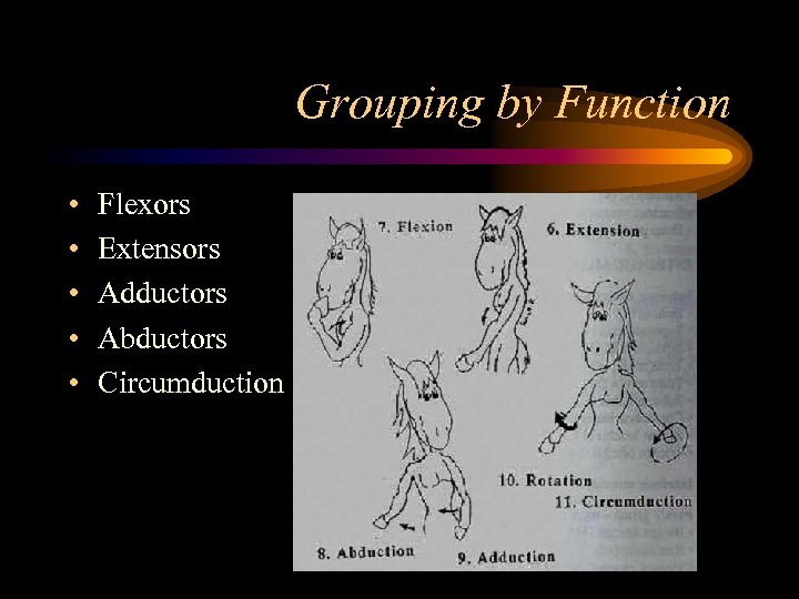 Grouping by Function • • • Flexors Extensors Adductors Abductors Circumduction 