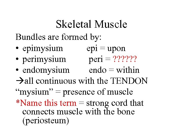 Skeletal Muscle Bundles are formed by: • epimysium epi = upon • perimysium peri