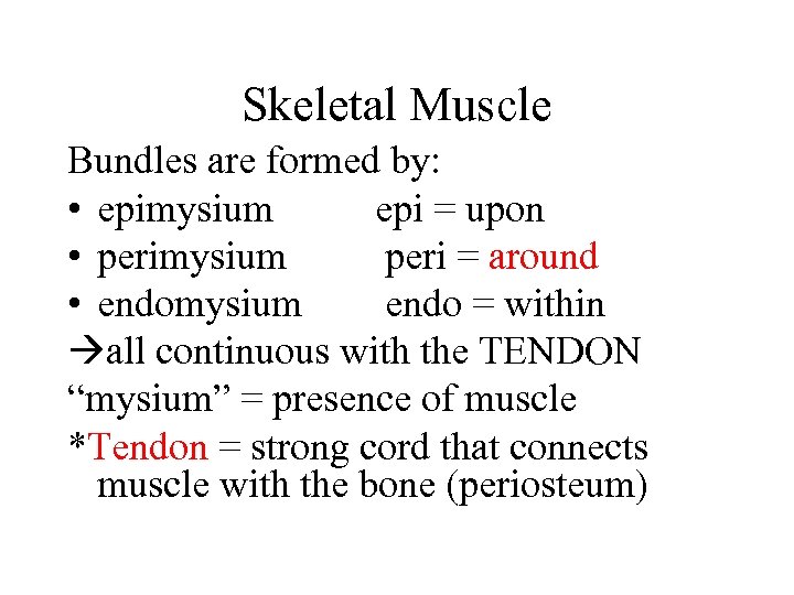 Skeletal Muscle Bundles are formed by: • epimysium epi = upon • perimysium peri