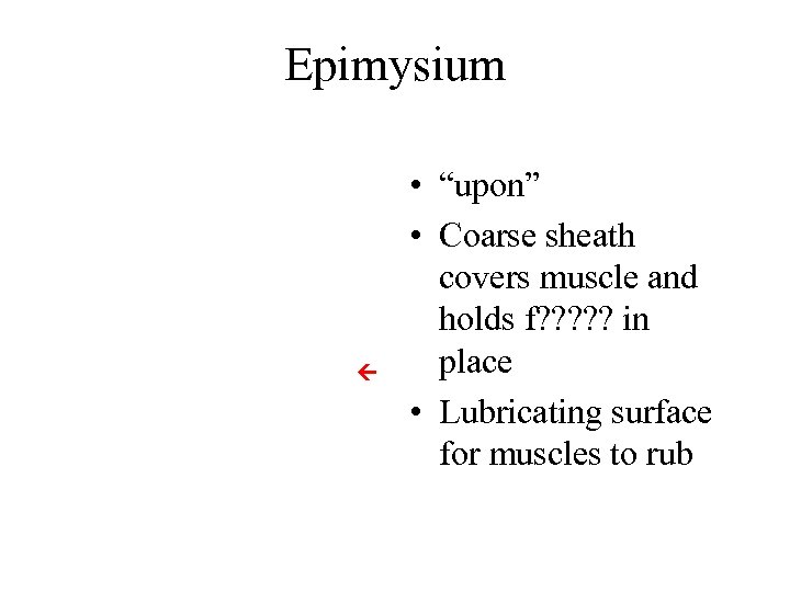 Epimysium • “upon” • Coarse sheath covers muscle and holds f? ? ? in