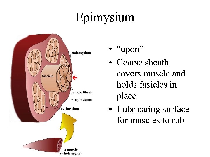 Epimysium • “upon” • Coarse sheath covers muscle and holds fasicles in place •