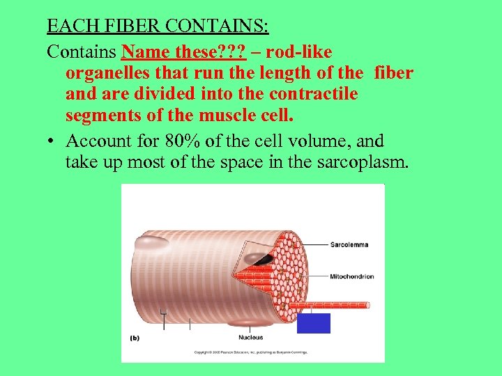 EACH FIBER CONTAINS: Contains Name these? ? ? – rod-like organelles that run the