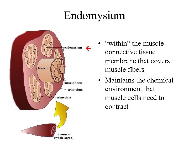 Endomysium • “within” the muscle – connective tissue membrane that covers muscle fibers •