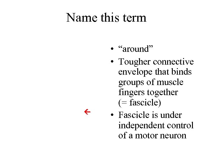 Name this term • “around” • Tougher connective envelope that binds groups of muscle