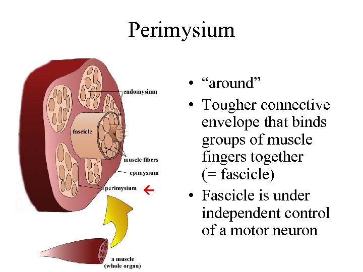 Perimysium • “around” • Tougher connective envelope that binds groups of muscle fingers together