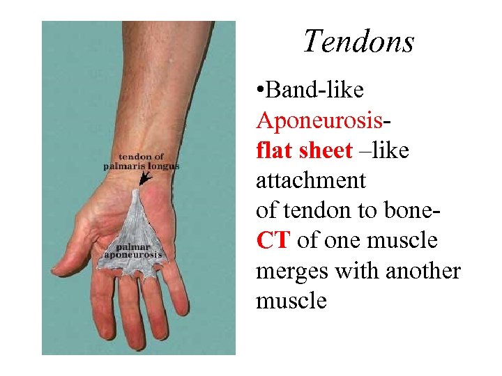 Tendons • Band like Aponeurosis flat sheet –like attachment of tendon to bone CT