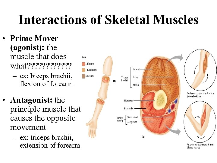 Interactions of Skeletal Muscles • Prime Mover (agonist): the muscle that does what? ?