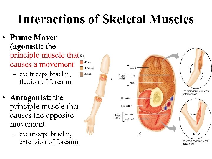 Interactions of Skeletal Muscles • Prime Mover (agonist): the principle muscle that causes a