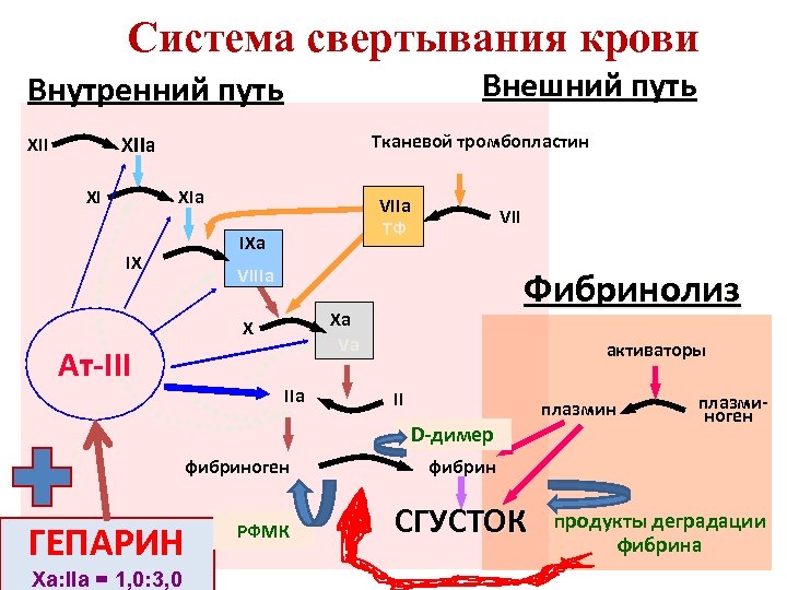 Система свертывания крови Внешний путь Внутренний путь Тканевой тромбопластин XIIa XII XI XIa VIIa