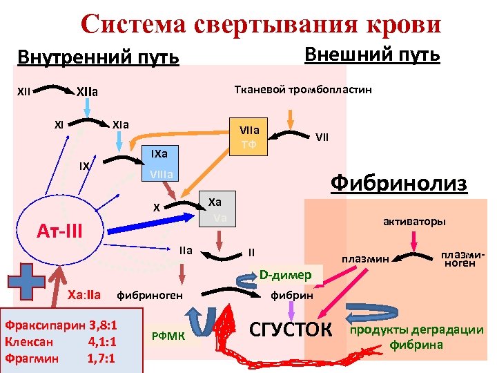 Система свертывания крови Внешний путь Внутренний путь Тканевой тромбопластин XIIa XII XI XIa VIIa