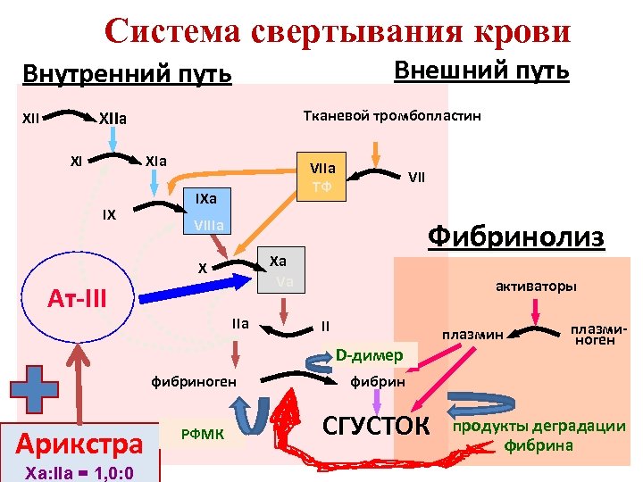 Система свертывания крови Внешний путь Внутренний путь Тканевой тромбопластин XIIa XII XI XIa IX