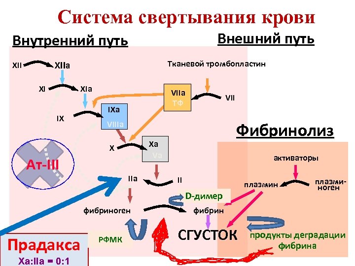 Система свертывания крови Внешний путь Внутренний путь Тканевой тромбопластин XIIa XII XI XIa IX