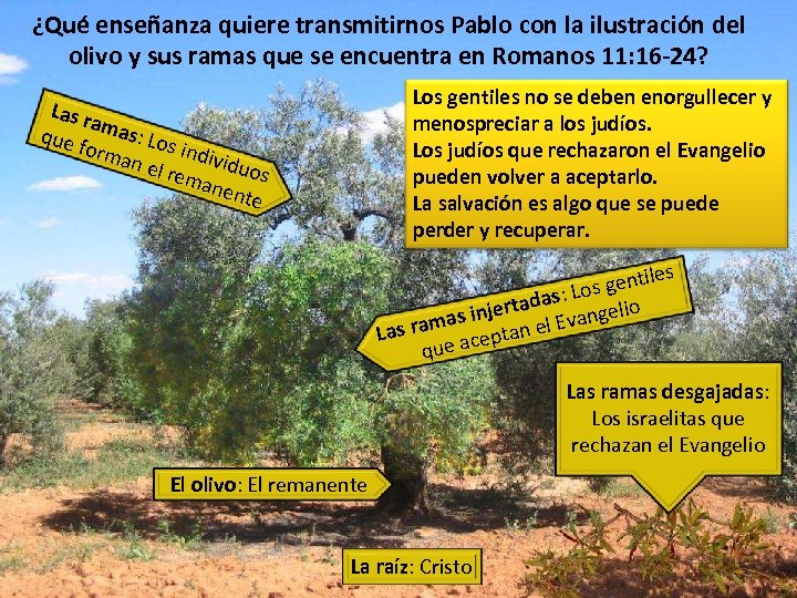 ¿Qué enseñanza quiere transmitirnos Pablo con la ilustración del olivo y sus ramas que