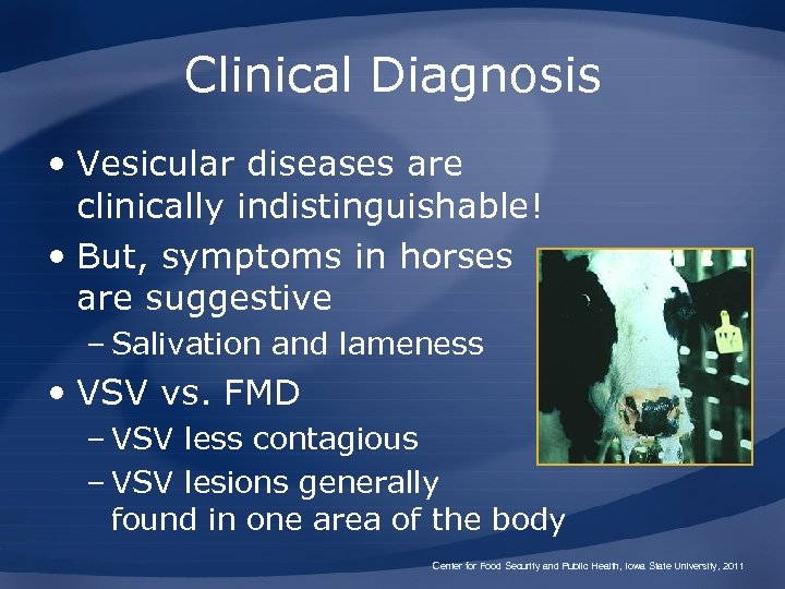Clinical Diagnosis • Vesicular diseases are clinically indistinguishable! • But, symptoms in horses are