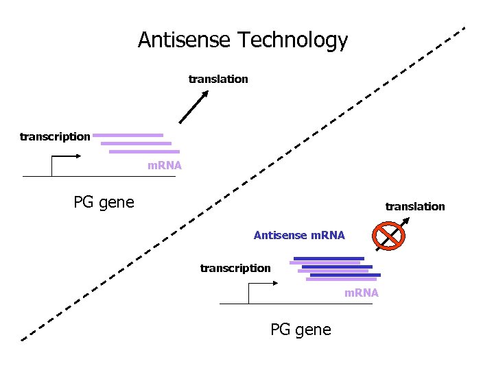 Antisense Technology translation transcription m. RNA PG gene translation Antisense m. RNA transcription m.
