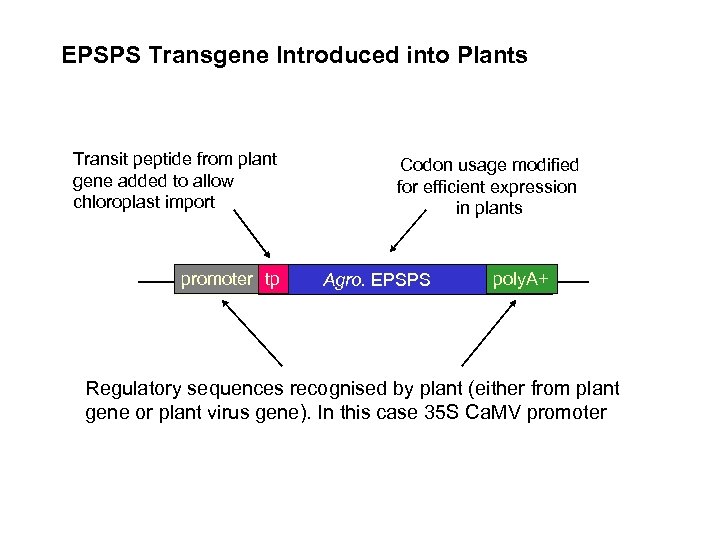 EPSPS Transgene Introduced into Plants Transit peptide from plant gene added to allow chloroplast