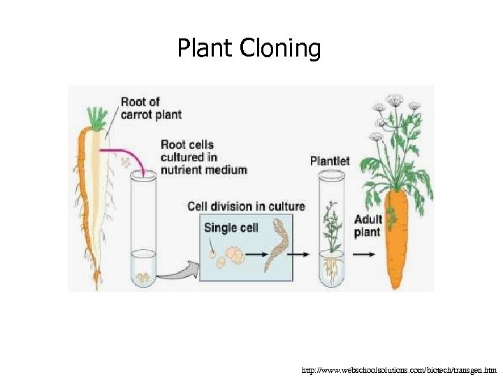 Plant Cloning http: //www. webschoolsolutions. com/biotech/transgen. htm 