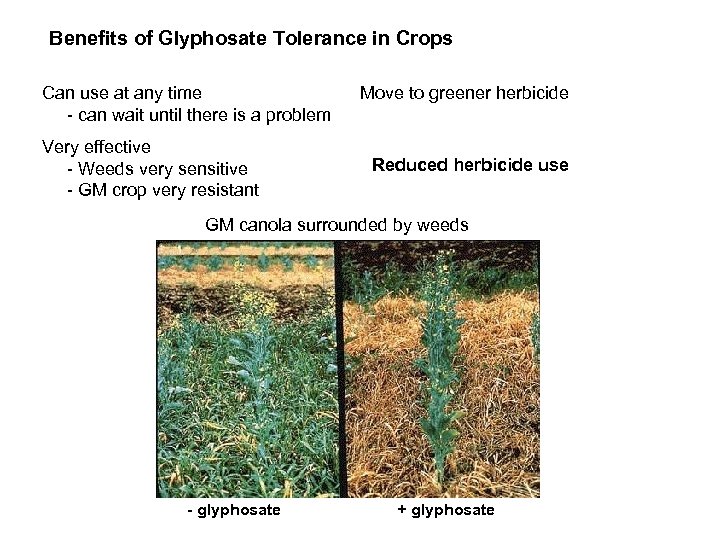 Benefits of Glyphosate Tolerance in Crops Can use at any time - can wait
