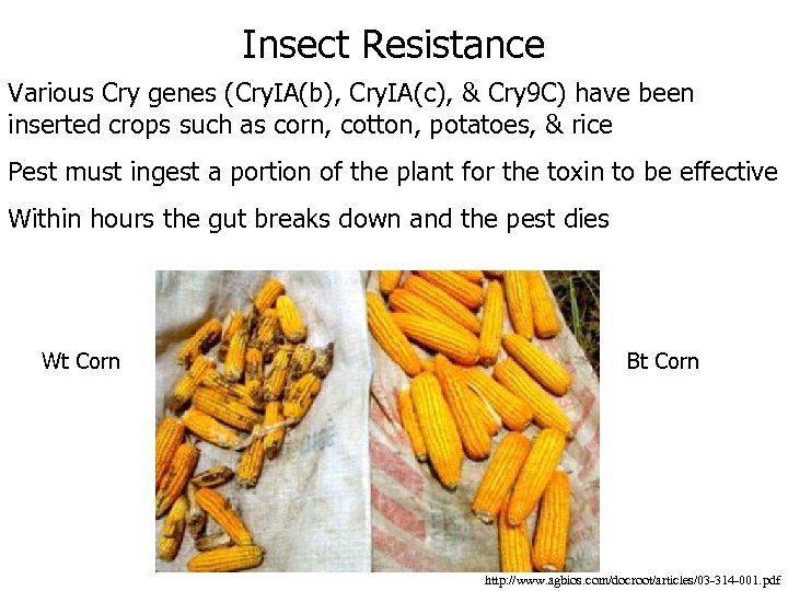 Insect Resistance Various Cry genes (Cry. IA(b), Cry. IA(c), & Cry 9 C) have