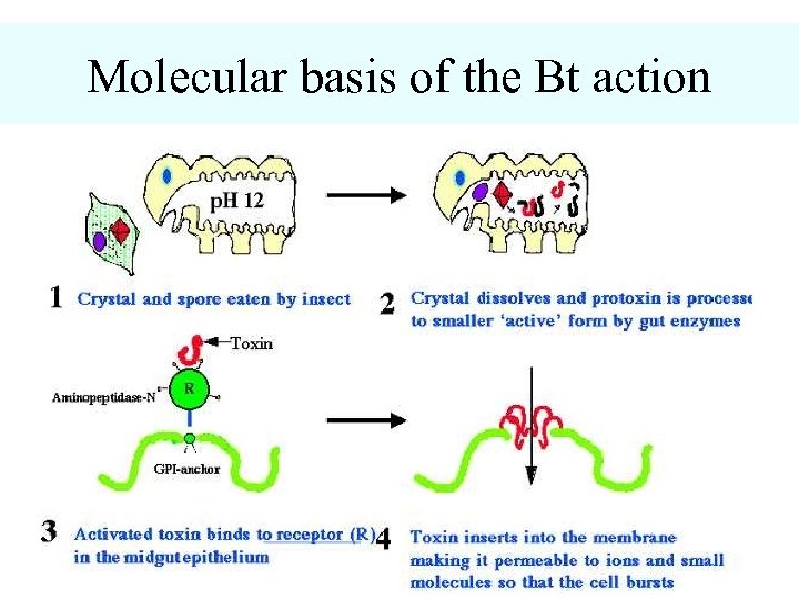 Molecular basis of the Bt action 