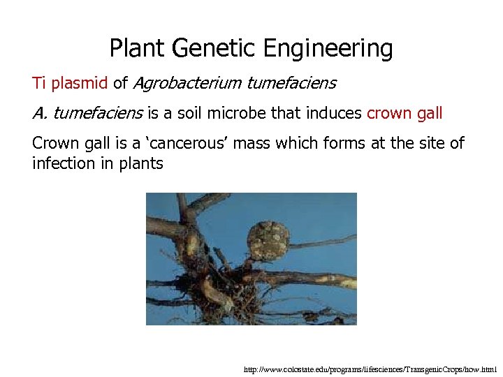 Plant Genetic Engineering Ti plasmid of Agrobacterium tumefaciens A. tumefaciens is a soil microbe