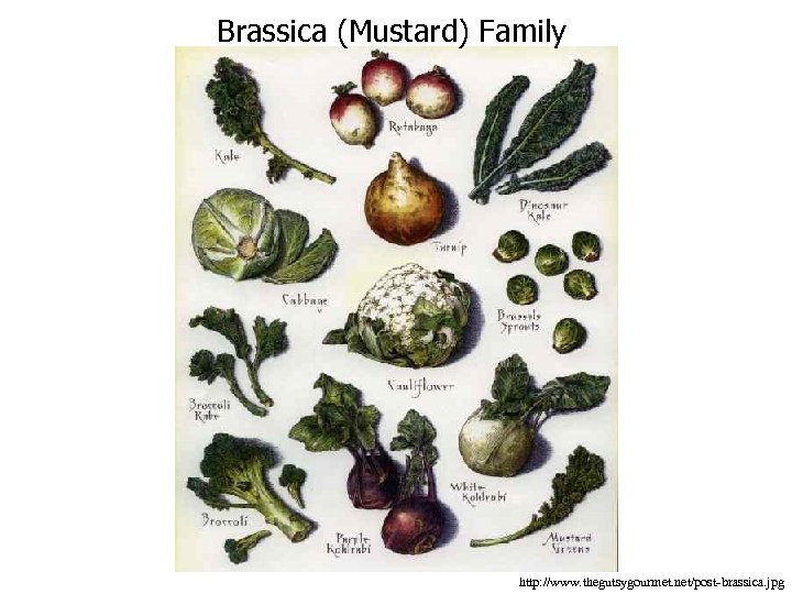 Brassica (Mustard) Family http: //www. thegutsygourmet. net/post-brassica. jpg 