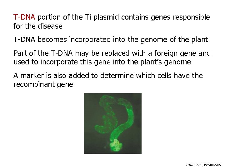 T-DNA portion of the Ti plasmid contains genes responsible for the disease T-DNA becomes