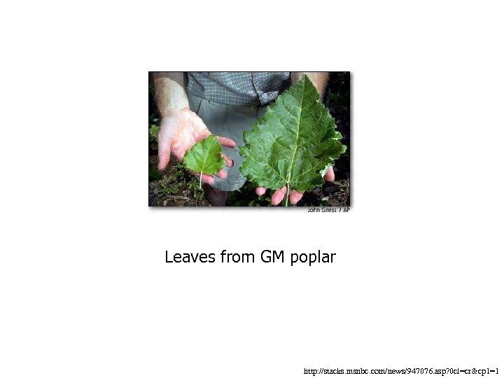 Leaves from GM poplar http: //stacks. msnbc. com/news/947076. asp? 0 cl=cr&cp 1=1 