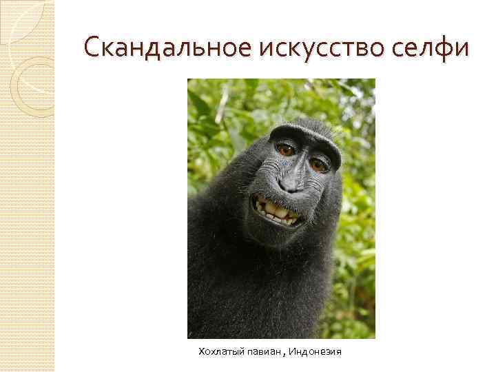 Скандальное искусство селфи Хохлатый павиан , Индонезия 