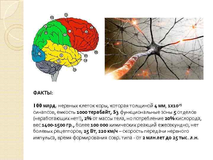  ФАКТЫ: 100 млрд. нервных клеток коры, которая толщиной 4 мм, 1 х1015 синапсов,