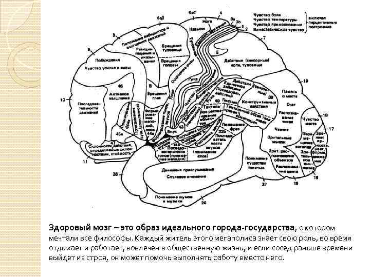 Здоровый мозг – это образ идеального города-государства, о котором мечтали все философы. Каждый житель
