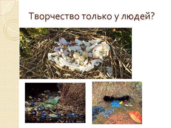 Творчество только у людей? 