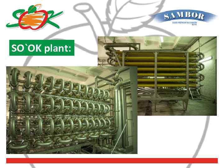 SO`OK plant: 