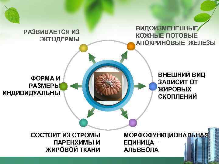 РАЗВИВАЕТСЯ ИЗ ЭКТОДЕРМЫ ФОРМА И РАЗМЕРЫ ИНДИВИДУАЛЬНЫ СОСТОИТ ИЗ СТРОМЫ ПАРЕНХИМЫ И ЖИРОВОЙ ТКАНИ