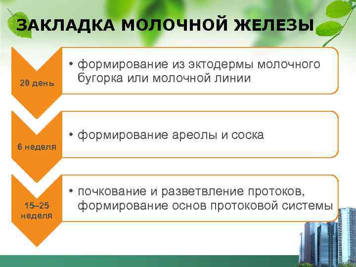 ЗАКЛАДКА МОЛОЧНОЙ ЖЕЛЕЗЫ 20 день • формирование из эктодермы молочного бугорка или молочной линии