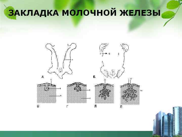 ЗАКЛАДКА МОЛОЧНОЙ ЖЕЛЕЗЫ 