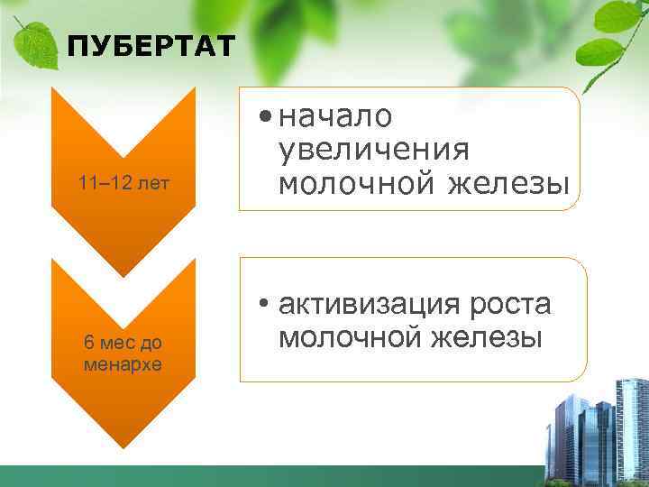 ПУБЕРТАТ 11– 12 лет 6 мес до менархе • начало увеличения молочной железы •