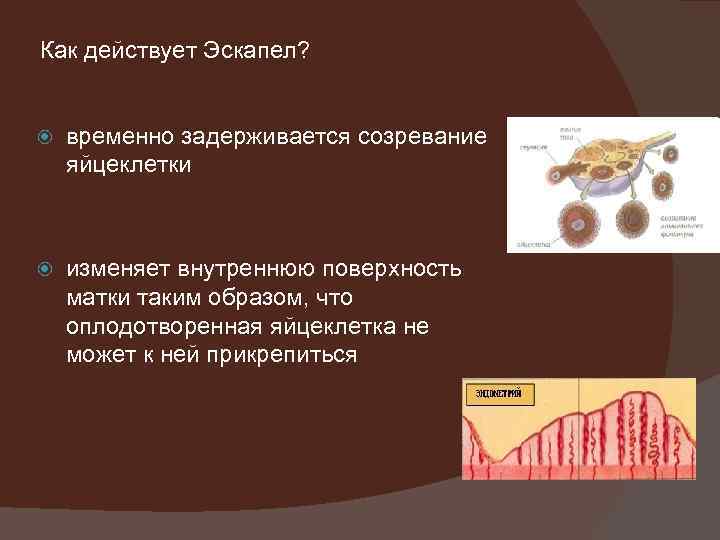 Как действует Эскапел? временно задерживается созревание яйцеклетки изменяет внутреннюю поверхность матки таким образом, что