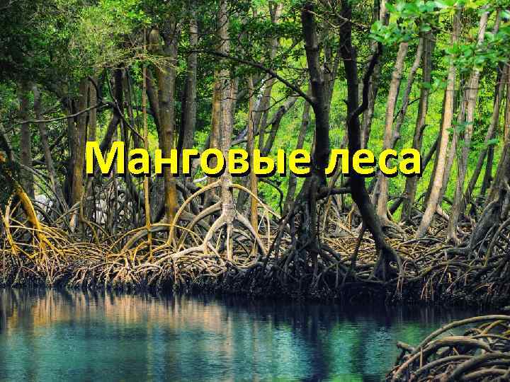 Манговые леса 