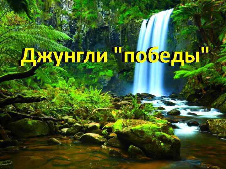 Джунгли 