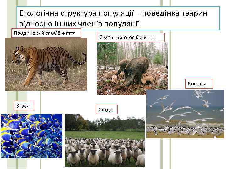 Етологічна структура популяції – поведінка тварин відносно інших членів популяції Поодинокий спосіб життя Сімейний